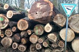 März 2010 ist das bundesnaturschutzgesetz (bnatschg) in kraft. Baumschutz In Nrw