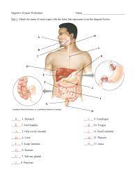 I liked being able to apply knowledge gained from one module to figure out the answers to questions in another. Anatomy Quiz Digestive System