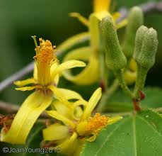 Image result for Grewia flavescens