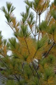 What S Wrong With My Pine Tree Nothing The Garden Professors