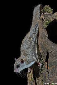 Photographing Flying Squirrels With High Speed Flash Flying Squirrel Japanese Dwarf Flying Squirrel Flying Squirrel Pet