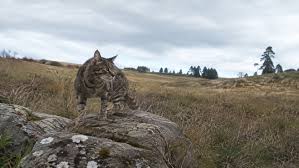 Gato que virou desafio para conservacionistas na Nova Zelândia matou dezenas de aves raras, escapou de armadilhas por três anos e só foi capturado após estratégia com câmeras, gaiolas e iscas