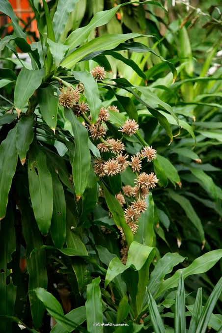 สกุลวาสนา (Dracaena) - บ้านและสวน Plants Library