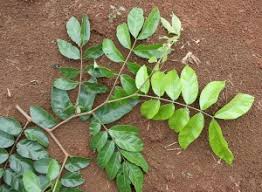 Image result for Fabaceae subfamily Mimosoideae