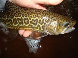 Tiger Pstruh Fish Cool Fish Freshwater Fish