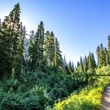 Kid friendly hikes near seattle. Seattle Area Hiking Trail Maps For Beginners And Experienced Hikers Even Dogs Curbed Seattle