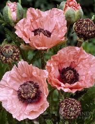 Shop Fall Flowers And Flower Blubs At Holland Bulb Farms Poppy Flower Garden Blooming Plants Spring Blooms