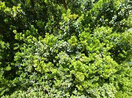 Image result for Myrsine africana