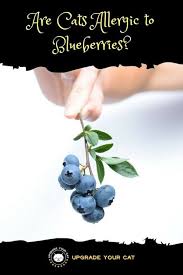 Are blueberries good for dogs? Are Cats Allergic To Blueberries Can They Eat Them Toxic Plants For Cats Angora Cats Can Dogs Eat Blueberries