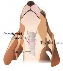 Thyroid malignancies are classified based upon which cell type is involved. Parathyroid Tumors Vca Animal Hospital