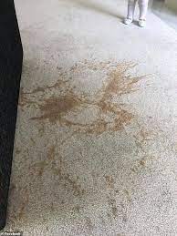 After you've got all the coffee out flush the area with not more than a cup of water and gently blot all the water out with a clean dry cloth or paper towel. Clever Mum Reveals How She Cleaned Up Coffee Stains On Her Carpet Using Washing Up Liquid Daily Mail Online