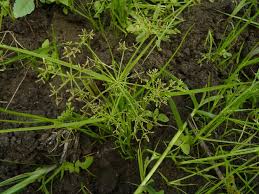 Image result for Cyperus haspan