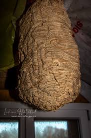 Hornissen Nest Hornissen Bienen Nestchen