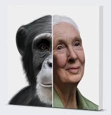 Today we lost a giant. Jane Goodall, the primatologist whose work reshaped  humanity's relationship with chimpanzees and the natural world, has passed  away at age 91. In light of her legacy, I