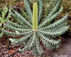 Banksia Grandis Bull Banksia Coastal Shrub Form Australian Native Plants Australian Native Garden Australian Plants
