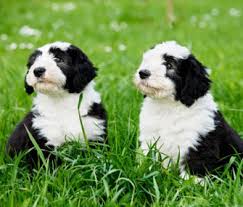 We did not find results for: Training Two Puppies From The Same Litter Off 55 Www Usushimd Com