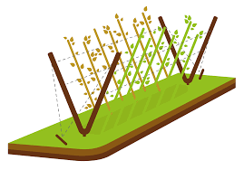 Trellis growing systems also helped to form cooperatives among local growers so that even farmers growing blackberries on a small amount of land can participate in the larger market. Pruning Raspberries Blackberries Other Hybrid Berries