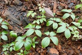 Image result for Cyphostemma paucidentatum