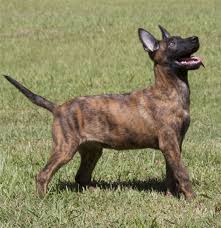 Waggish Dutch Shepherd Puppy Photo Dutch Shepherd Dog Dutch Shepherd Puppy Shepherd Puppies