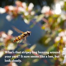 When is a yellow jacket trap most effective? A Bee Or Not A Bee The New York Times