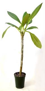 Dwarf Singapore Pink Plumeria 5 Pot Plant Tree Graden Outdoor Indoor Houseplant Plants Garden Landscaping Diy Plumeria