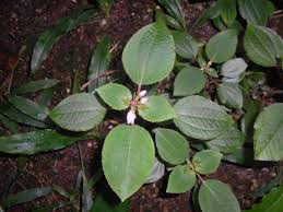 Image result for Calvoa orientalis