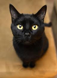 American Shorthair Bombay Cat Vs Black Cat Bombay Cats Are The Only True Black Cat Other Breeds Are Simply A Dark Blue Or Brown Black Cats Cat Breeds In 2020 Black Cat Art Crazy Cats Cats
