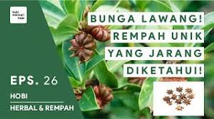 Bunga lawang juga banyak dipakai dalam masakan india yang kaya rempah misalnya untuk kari. Manfaat Bunga Lawang Untuk Kesehatan Herbal Rempah Indonesia 26 Youtube