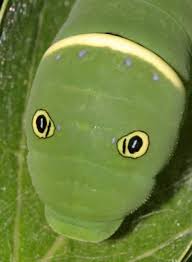 Black friday at kogan.com has never been better. Caterpillars Lepidoptera Photo Gallery By Tom Murray At Pbase Com