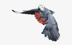 Are you searching for african png images or vector? Banner Black And White Africa Transparent Grey Lovebird African Grey Parrot Free Transparent Png Download Pngkey