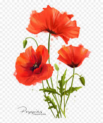 Poppy Flowers Drawing - Poppy Flower Png, Transparent Png - vhv