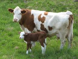 Cow clicker is a facebook game about facebook games by the author and game designer ian bogost.it was first released in july 2010 as both satire and playable theory of social games circa that era. Simental Inek Ozellikleri Ve Bakim Rehberi