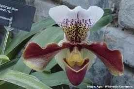 Check spelling or type a new query. Rare Flowers That Are Absolutely Beautiful With Pictures