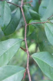 Image result for Antidesma membranaceum