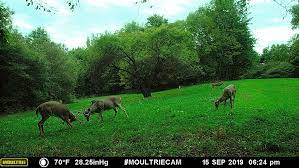 Maybe you would like to learn more about one of these? Review Of Moultrie S Xv7000i Wireless Trail Camera With Moultrie Mobile By Bowsite Com