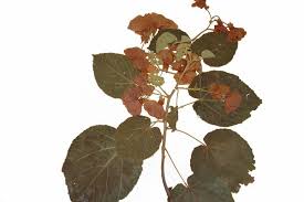 Image result for Dombeya torrida