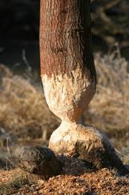 Resultado de imagen para baum nagen