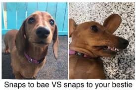 If You Are Having A Bad Day These 32 Dog Memes Will Make It So Much Better Page 2 Of 3 Funny Dog Memes Dog Memes Funny Dogs