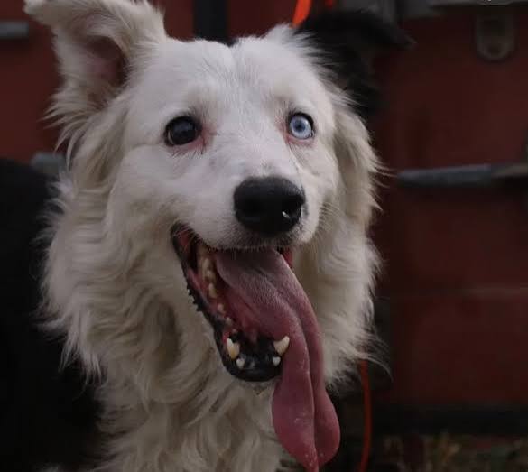 Tsunami rescue dog