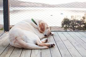 Your vet can then tell you whether your dog is overweight according to your dog's size and breed. 10 Obese Dog Breeds That Need Help Staying Fit Off The Leash