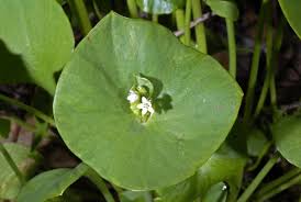 Image result for Hyparrhenia collina