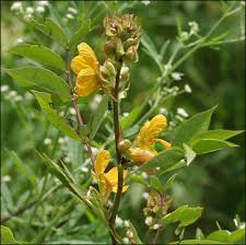 Image result for Senna occidentalis