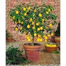 On average, fruit bearing begins when the trees are between 3 and 6 years old; How To Bonsai A Lemon Tree Bonsai Tree Gardener