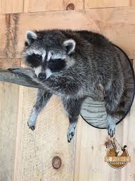 Pin On Taxidermy Photos