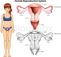 The shape and size of many of these organs naturally vary from person to person. Female Reproductive System On White Stock Vector Colourbox