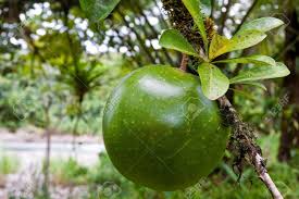 Green to purplish, waxy coating. Big Green Fruit Hanging In A Tree Stock Photo Picture And Royalty Free Image Image 5821050