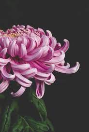 Carpe Diem Beautiful Flowers Chrysanthemum Flower Garden Flower Beds