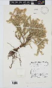 Image result for Eriocephalus luederitzianus