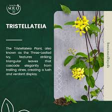Image result for Tristellateia