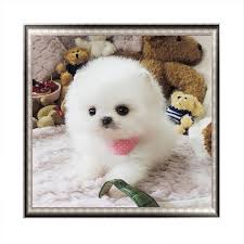 Pomeranian puppy for sale in kathmandu | best price in nepal we have 45 to 55 days old puppies are available. Buy 5d Diy Diamond Cross Stitch Embroidery Resin Full White Pomeranian Dog Diamond Fashion Animal Gift At Affordable Prices Free Shipping Real Reviews With Photos Joom